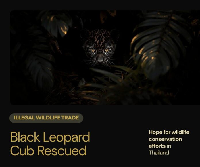 ลูกเสือดำถูกจับกุมในปฏิบัติการค้าสัตว์ป่าข้ามชาติ แม่สอด 2569