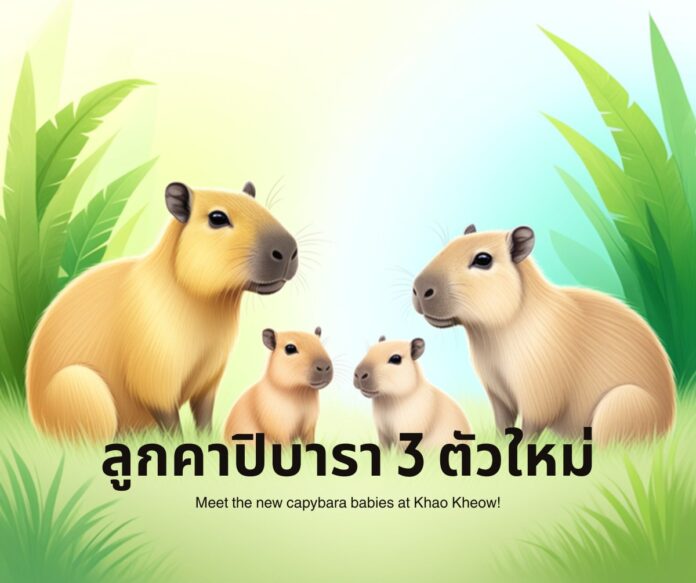 ลูกคาปิบาราตัวใหม่ 3 ตัว สวนสัตว์เปิดเขาเขียว ชลบุรี 2569